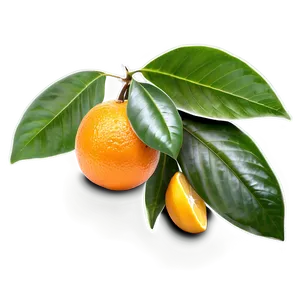 Oranges And Leaves PNG Gmc38 PNG