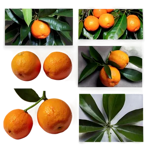 Oranges Flat Lay Png 44 PNG image