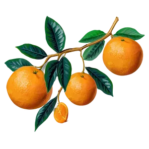 Oranges In Field PNG Fcv85 PNG