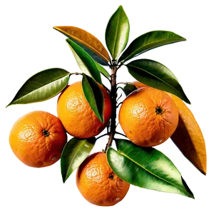 Oranges In Harvest Png 06112024 PNG image