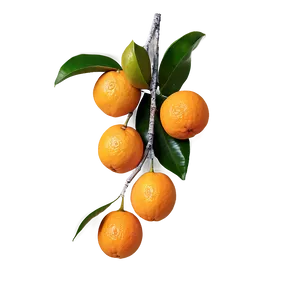 Oranges On Branch PNG 06112024 PNG