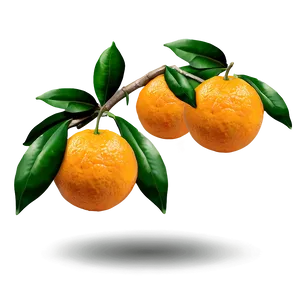 Oranges On Branch PNG 10 PNG