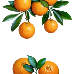 Oranges On Branch PNG Ksk27 PNG