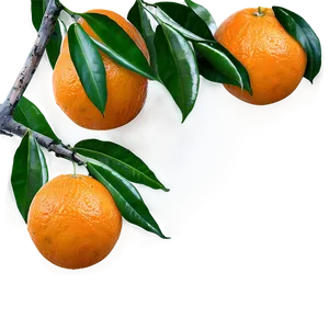 Oranges On Tree Branch Png 06112024 PNG image