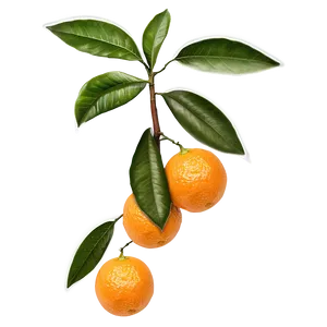 Oranges On Tree Branch PNG 6 PNG