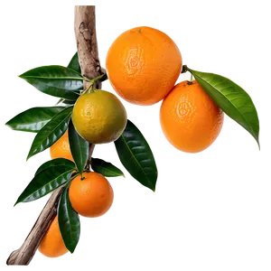 Oranges On Tree Branch PNG Dis PNG
