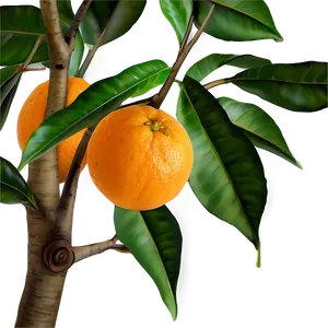 Oranges On Tree Branch PNG Fta