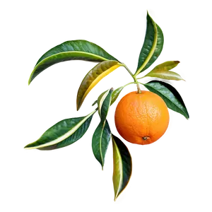 Oranges Pattern PNG Omj PNG