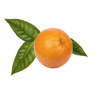 Oranges Top View PNG 22 PNG