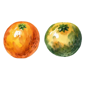 Oranges Watercolor Png Wmo20 PNG image