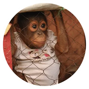 Orangutan Peeking Through Fence PNG image