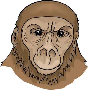 Orangutan Portrait Illustration PNG image