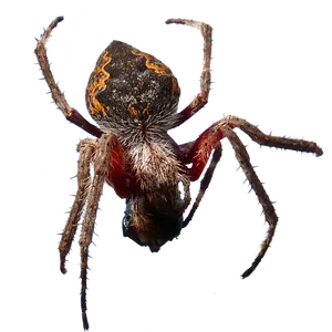 Orb Weaver Spider Closeup PNG image