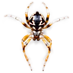 Orb Weaver Spider Png 16 PNG image