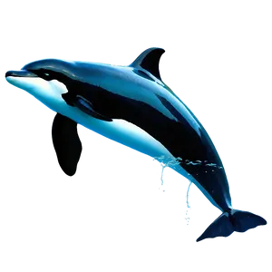 Orca And Dolphins PNG 05242024 PNG