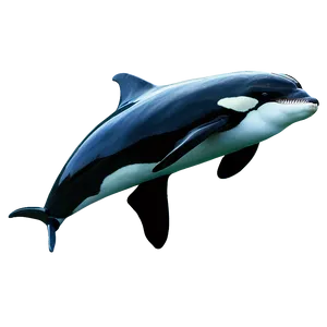 Orca And Dolphins PNG 05242024 PNG