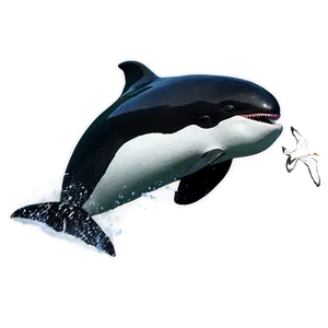 Orca And Seagulls PNG 4 PNG