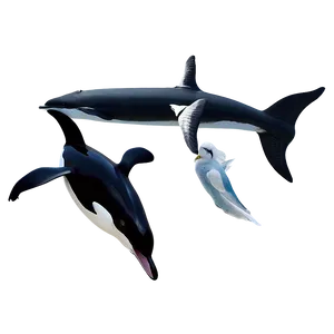 Orca And Seagulls PNG Xvq