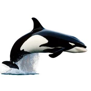 Orca Breaching PNG Iis19