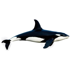 Orca Duo PNG Xpk56 PNG