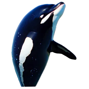 Orca Encounter PNG 05242024