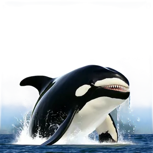 Orca Feeding PNG 05242024