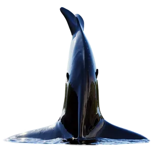 Orca Fluke PNG 82