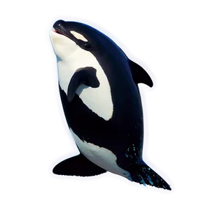 Orca Fluke PNG Axc68 PNG