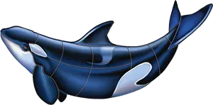 Orca_ Illustration_ Vector_ Artwork PNG image