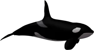 Orca Illustration Vector