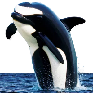 Orca In Marine Park PNG Dlf PNG
