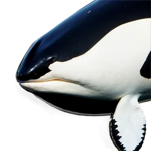 Orca In Marine Park PNG Kqu22 PNG