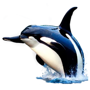 Orca In Marine Park PNG Law89 PNG
