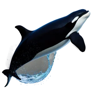 Orca In Moonlight PNG 66 PNG