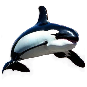 Orca In Sunlight PNG Cew40 PNG