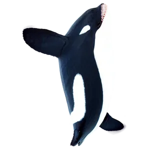 Orca In Sunset PNG 97 PNG