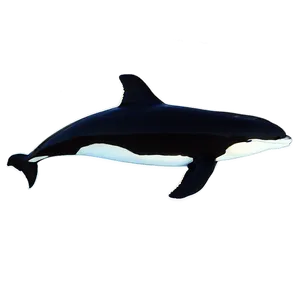 Orca In Sunset PNG Pbq11