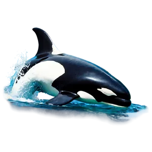 Orca In The Wild PNG 05242024