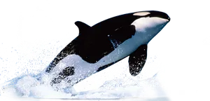 Orca Leaping Outof Water PNG image