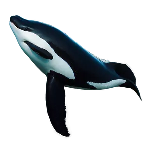 Orca Migration PNG 05242024