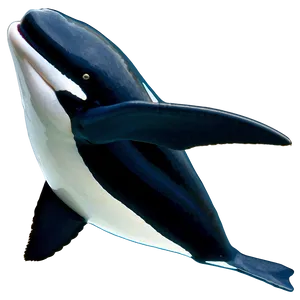 Orca Migration PNG 58