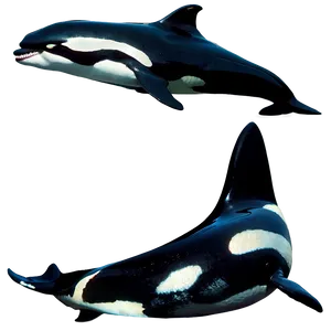 Orca Pod PNG 05242024