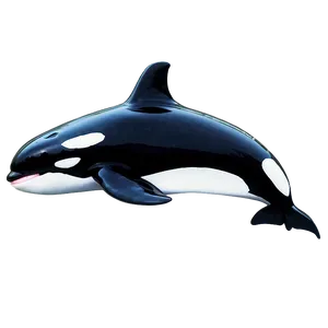 Orca Pod PNG Xje