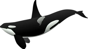 Orca Vector Artwork PNG image