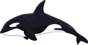 Orca_ Vector_ Illustration.png