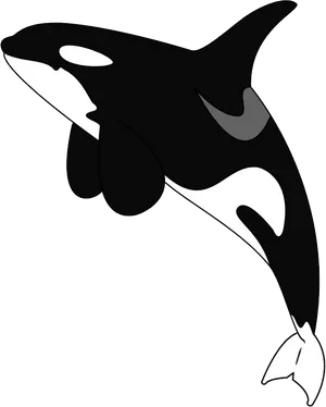 Orca Vector Illustration PNG image