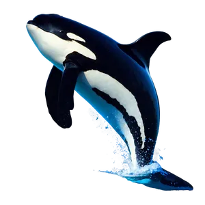 Orca Whale Breach In Moonlight PNG 53