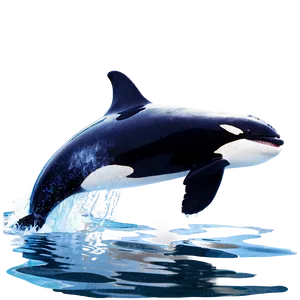 Orca Whale Breaching Water Png 06292024 PNG image