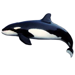 Orca Whale D PNG image