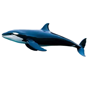 Orca Whale Encounter Experience PNG 57